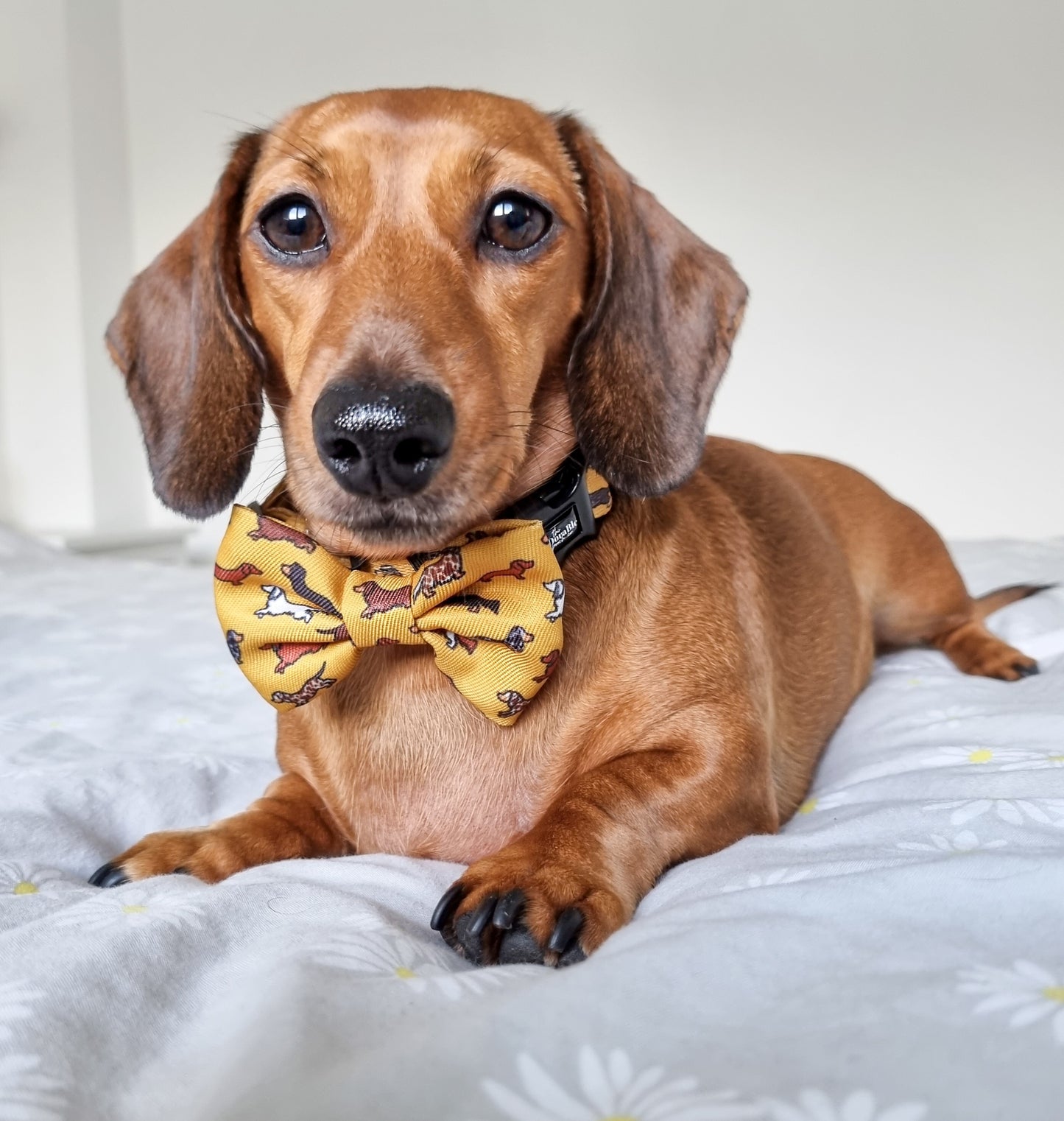 Collar - Dashing Dachshunds