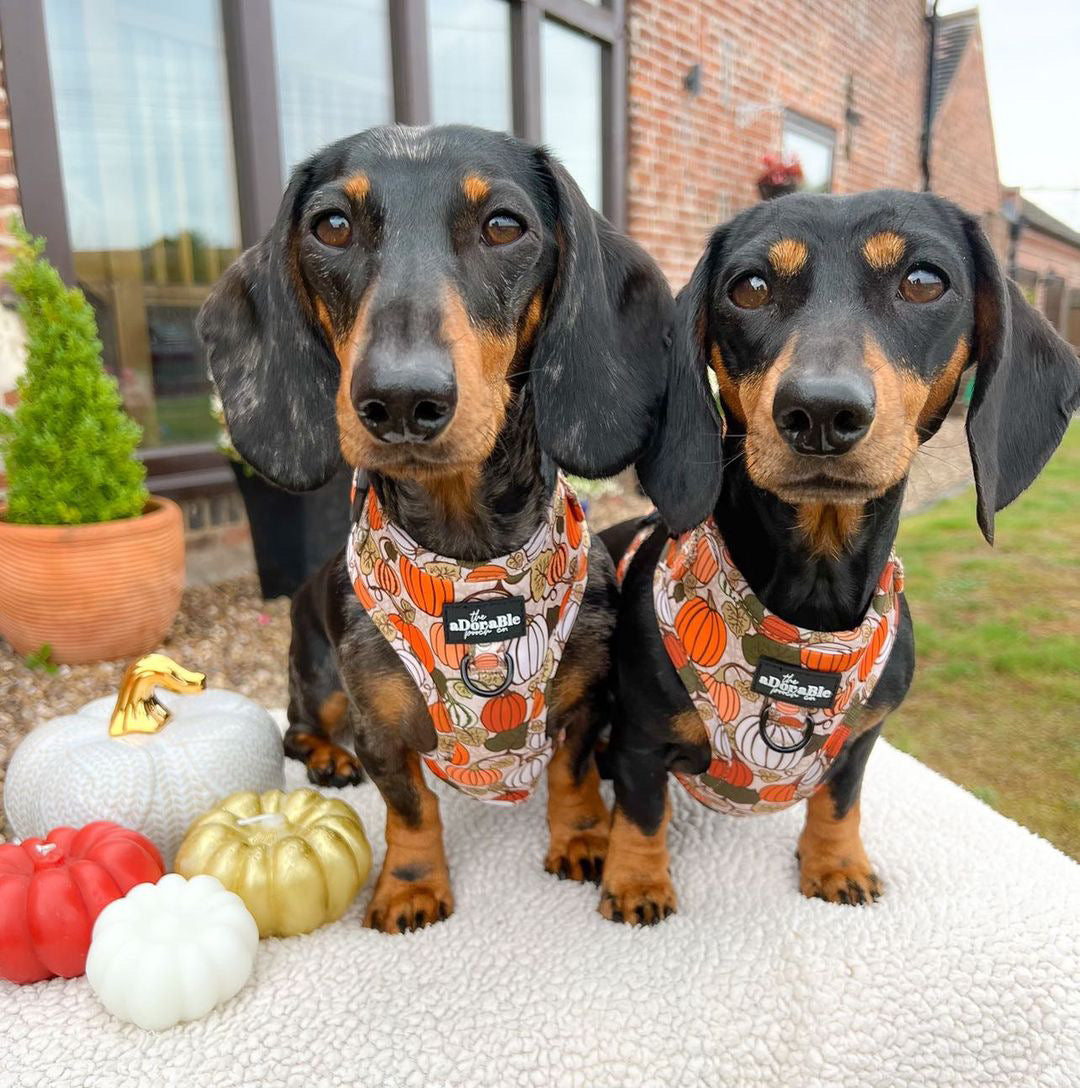 Adjustable Harness - Pumpkin Patch