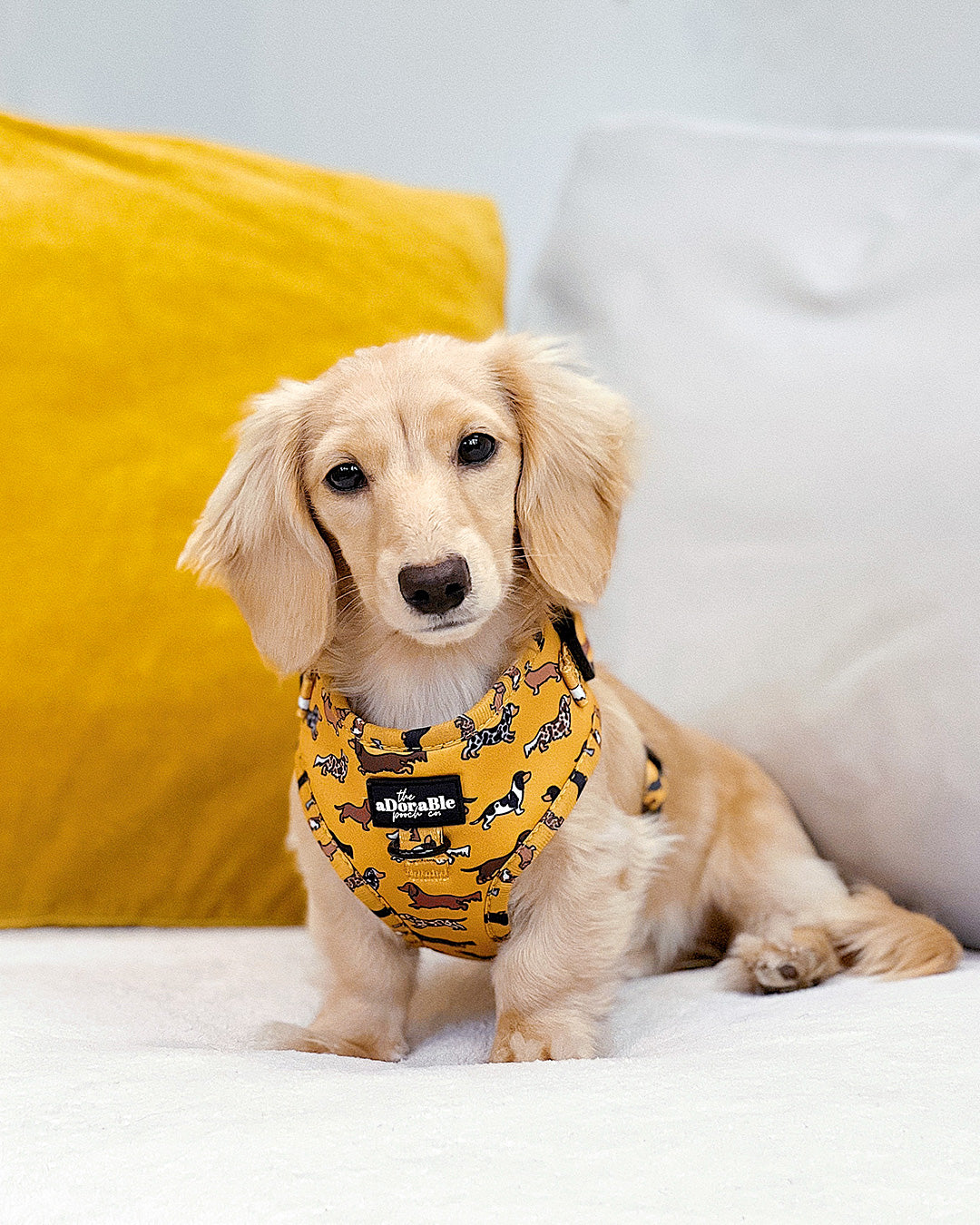 Adjustable Harness - Dashing Dachshunds