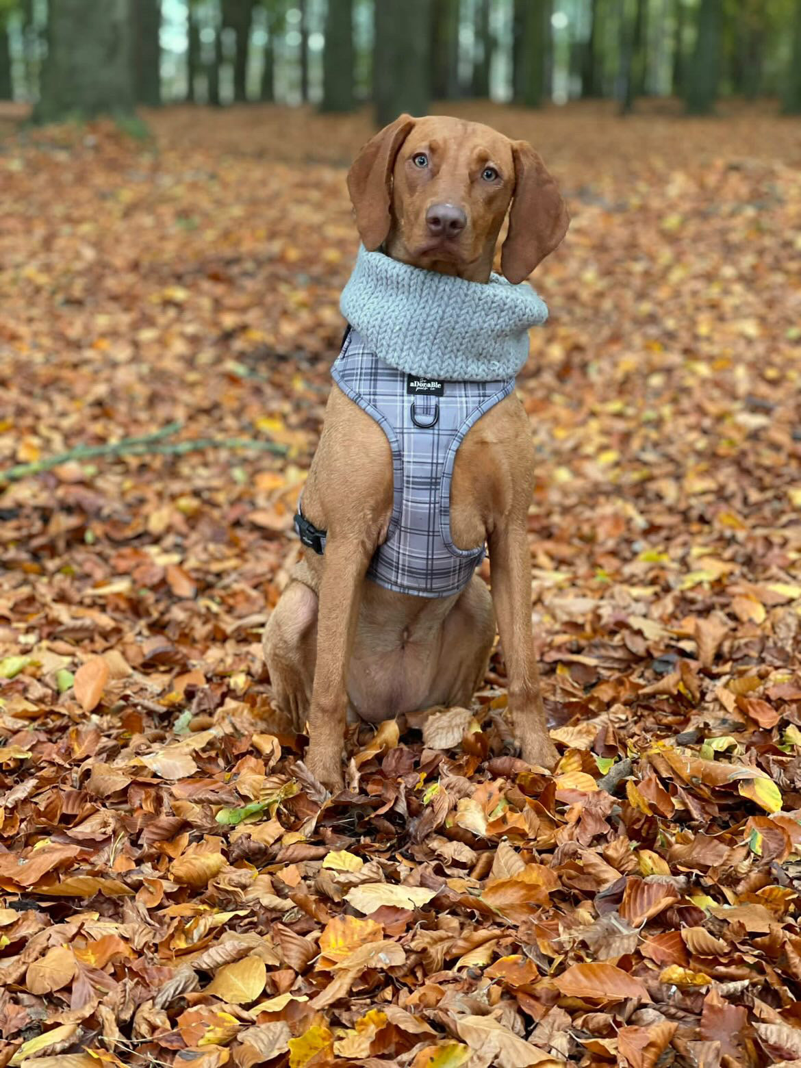 Adjustable Harness - LUXE Dove Grey Plaid