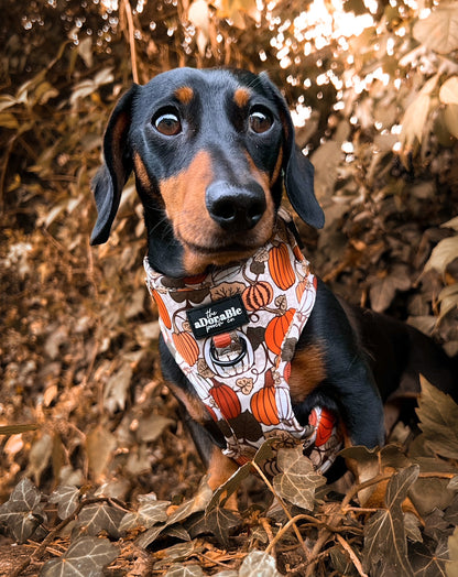 Adjustable Harness - Pumpkin Patch