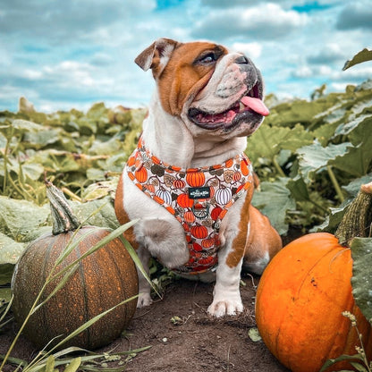 Adjustable Harness - Pumpkin Patch