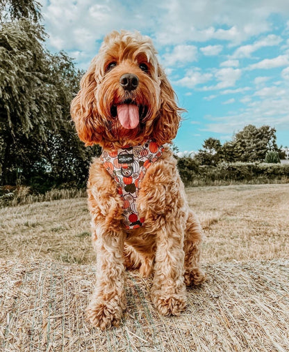 Adjustable Harness - Pumpkin Patch