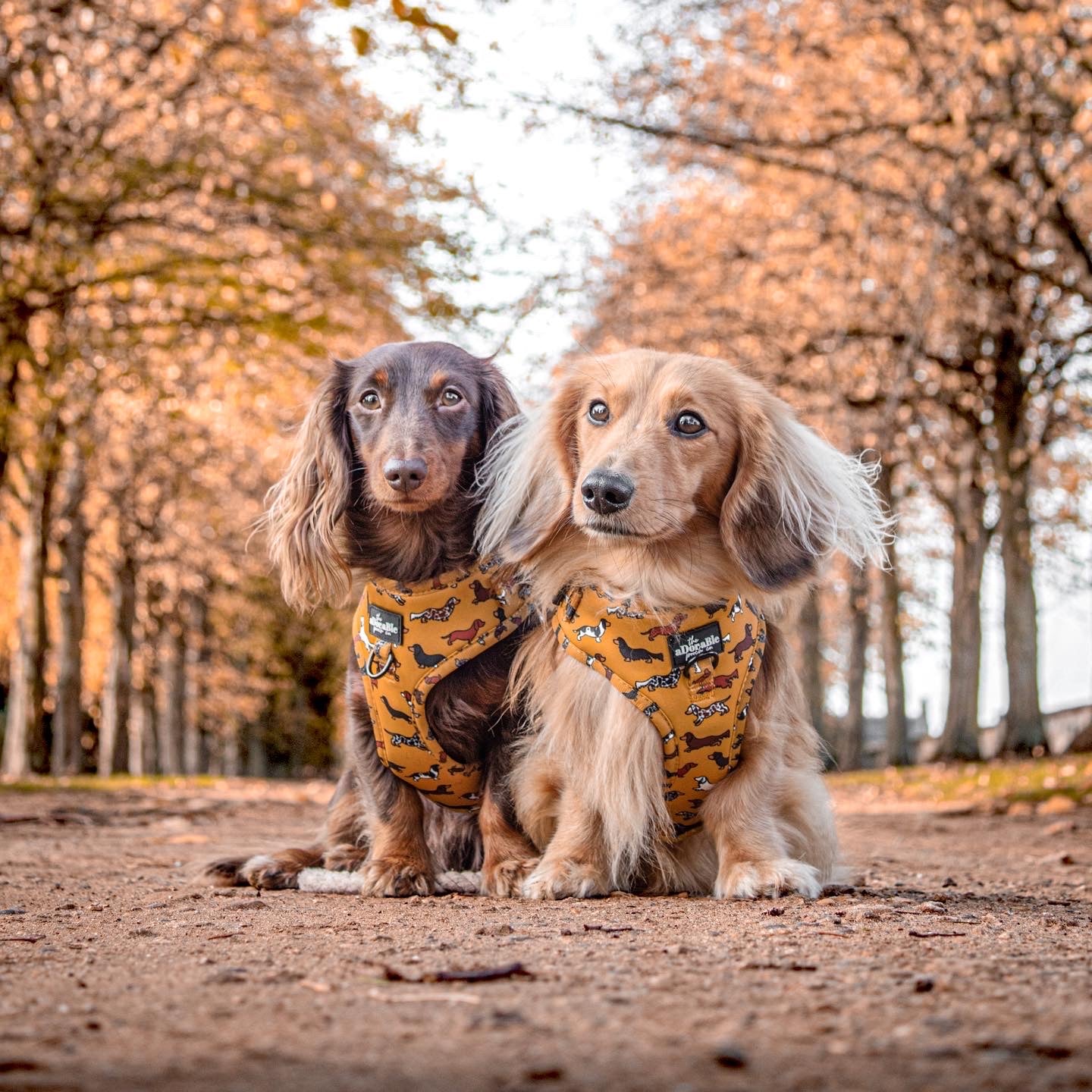 Adjustable Harness - Dashing Dachshunds