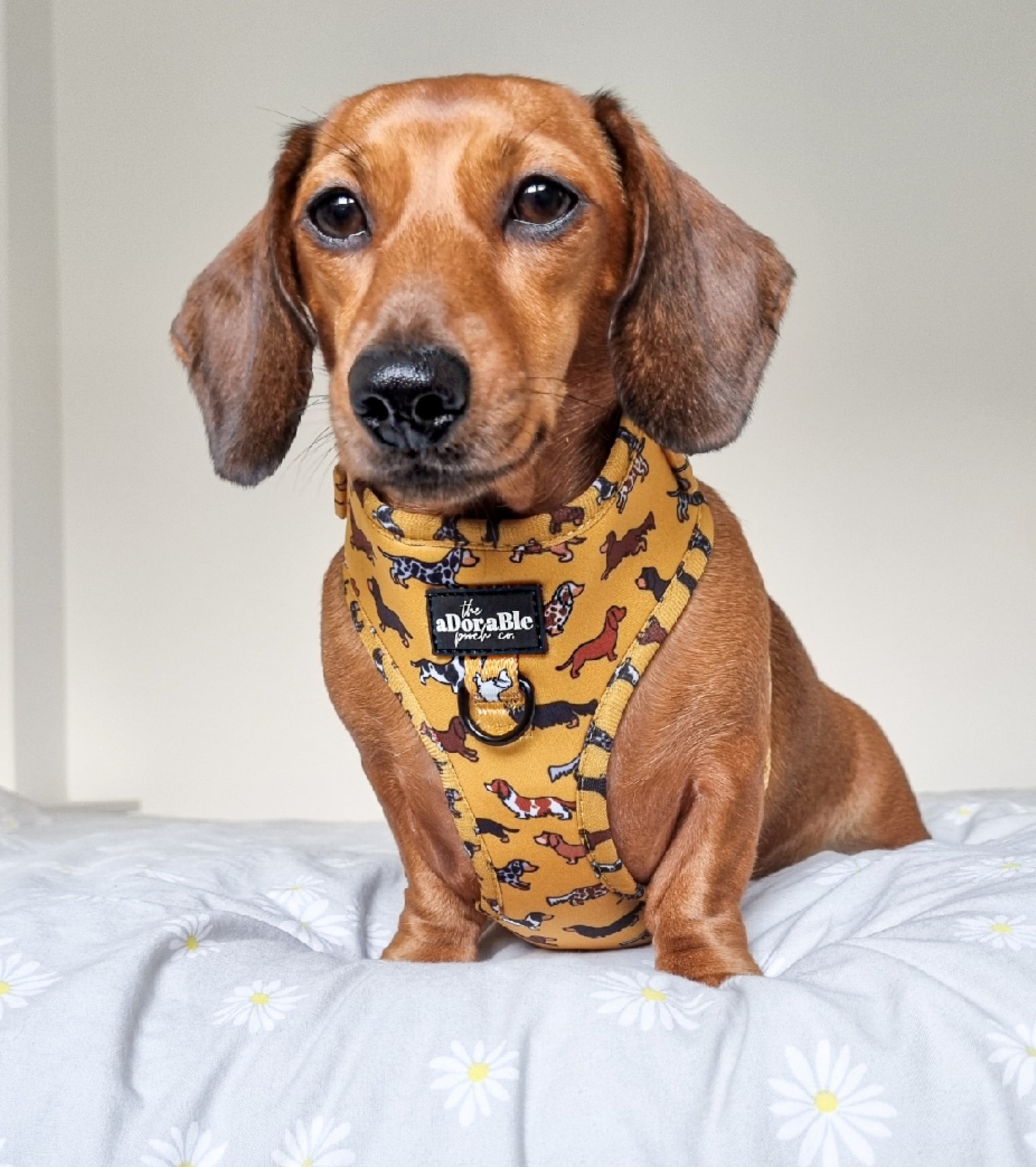 Adjustable Harness Dashing Dachshunds The aDoraBle Pooch Company