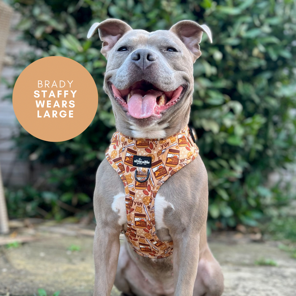 Staffy 2024 puppy harness