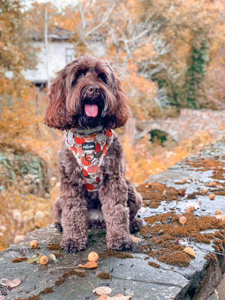 Adjustable Harness - Pumpkin Patch