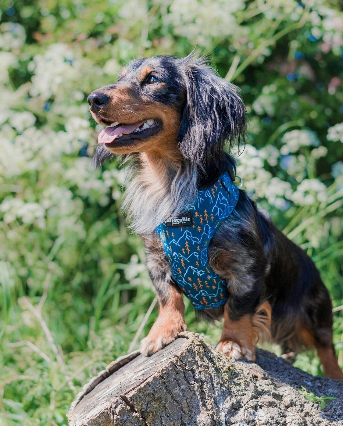 Adjustable Harness - Alpine Adventure