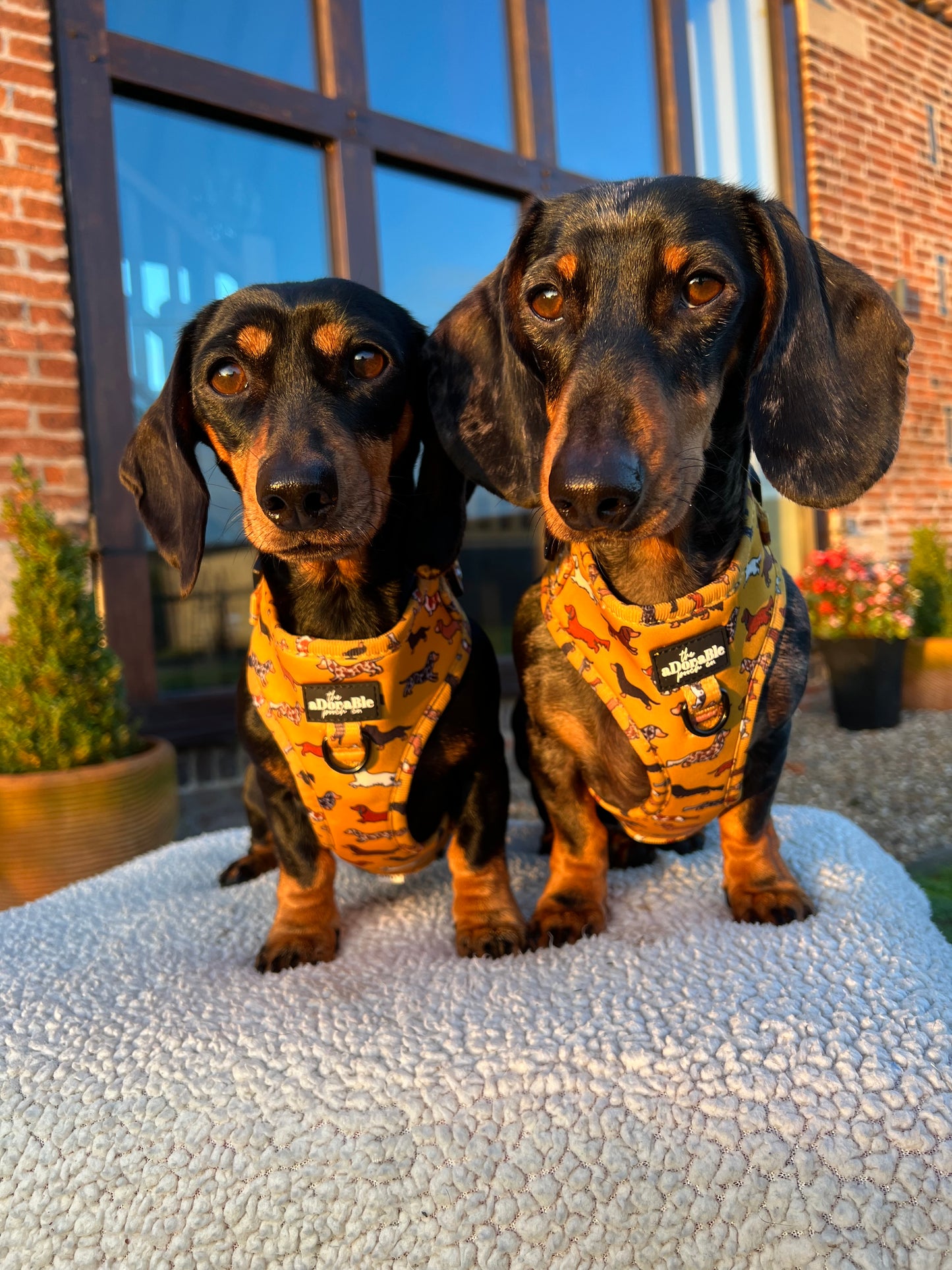 Adjustable Harness - Dashing Dachshunds