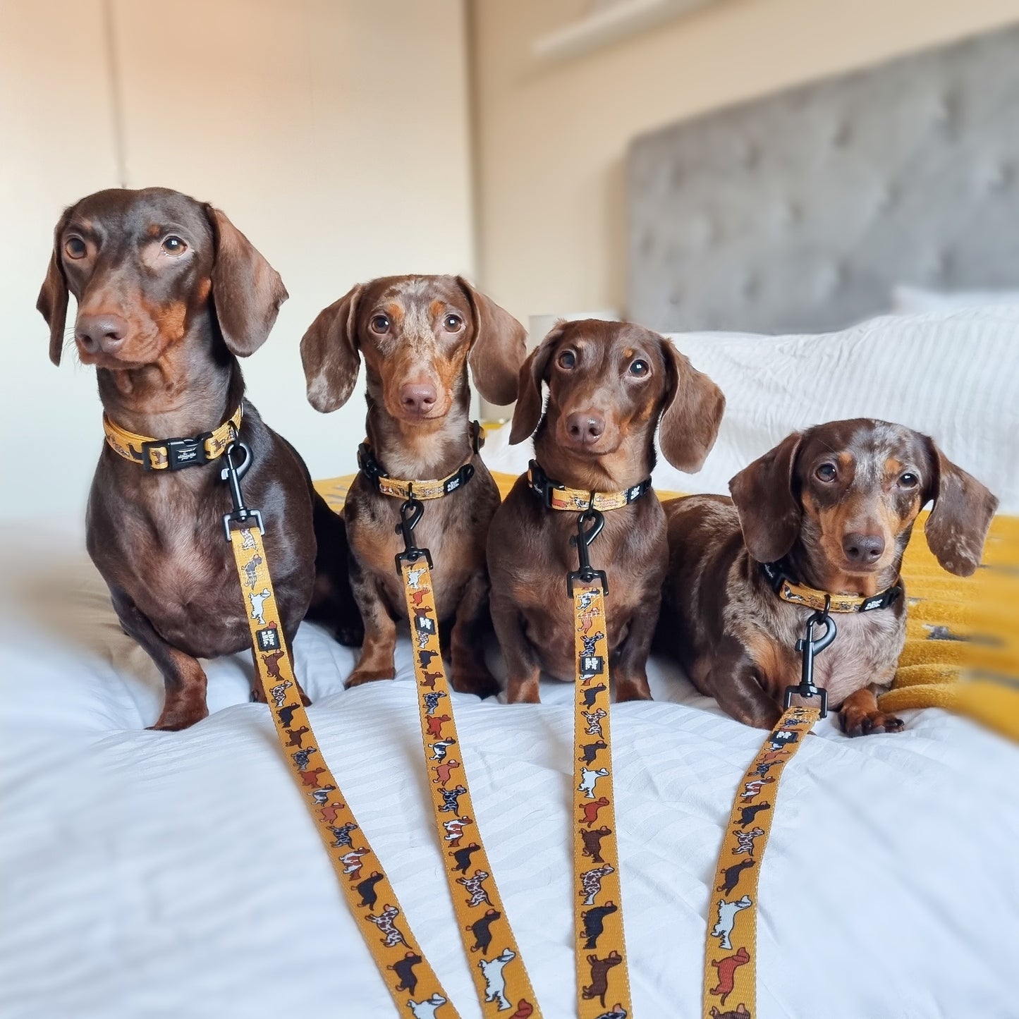 Collar - Dashing Dachshunds