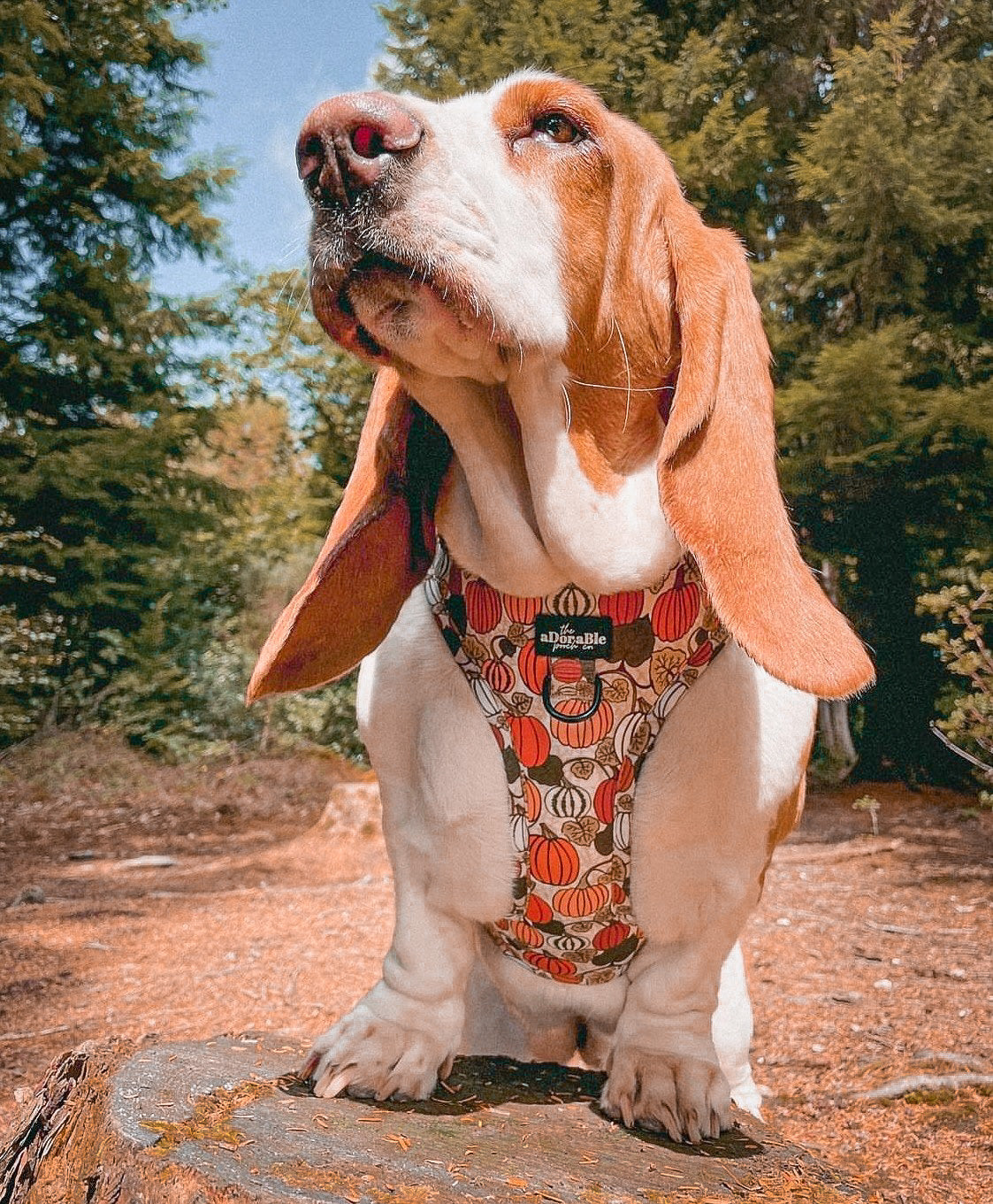 Adjustable Harness - Pumpkin Patch