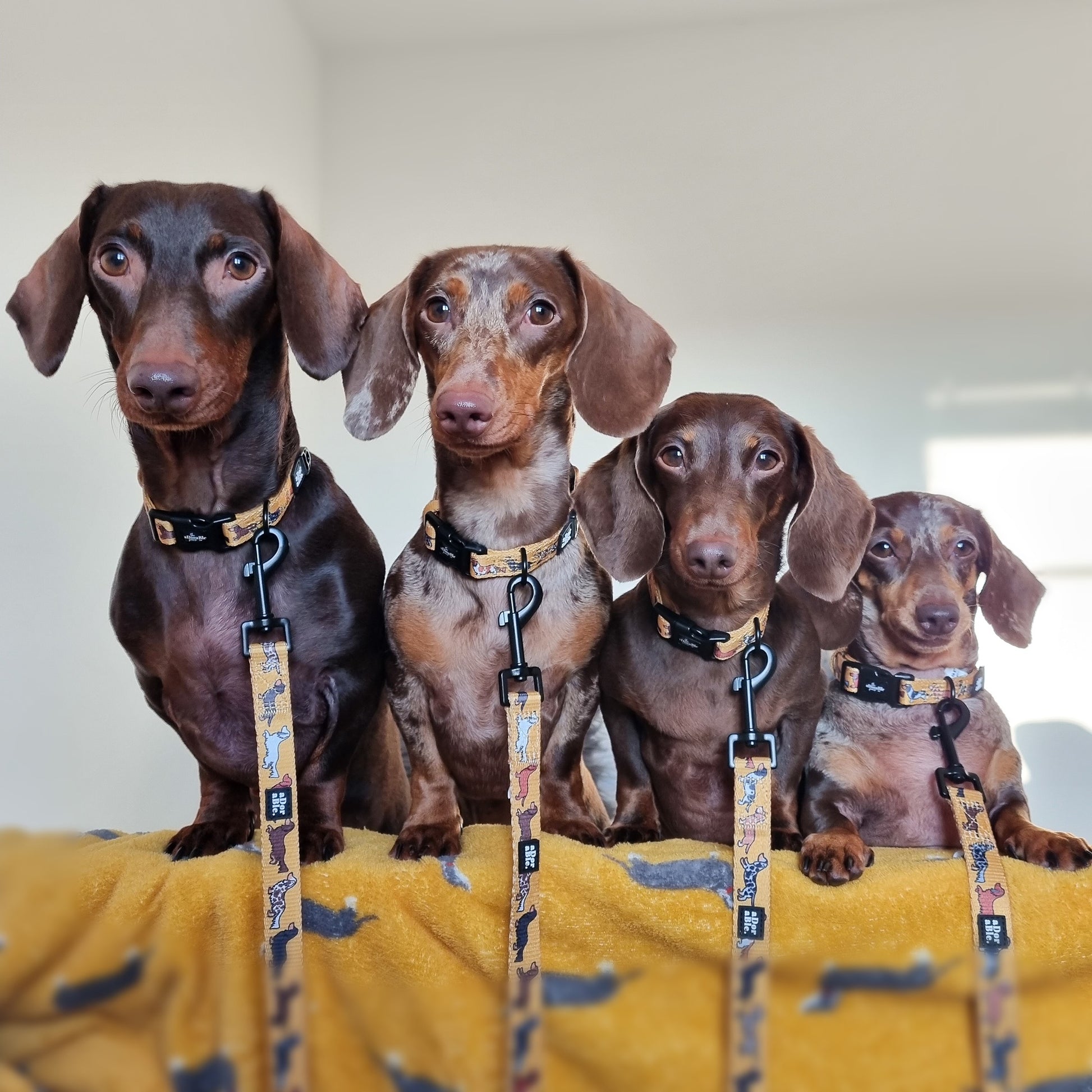 Collar Dashing Dachshunds – The aDoraBle Pooch Company