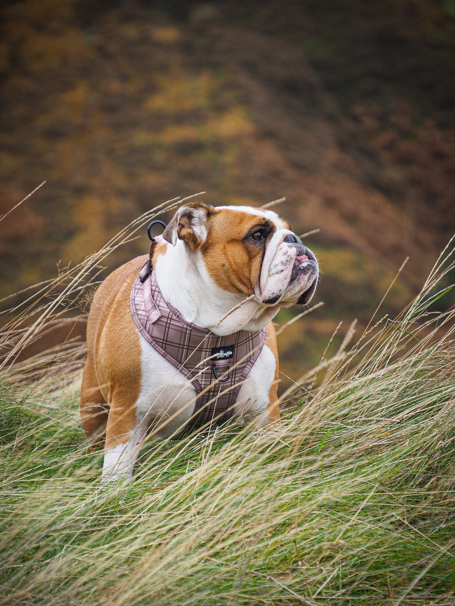 Adjustable Harness - LUXE Mocha Plaid