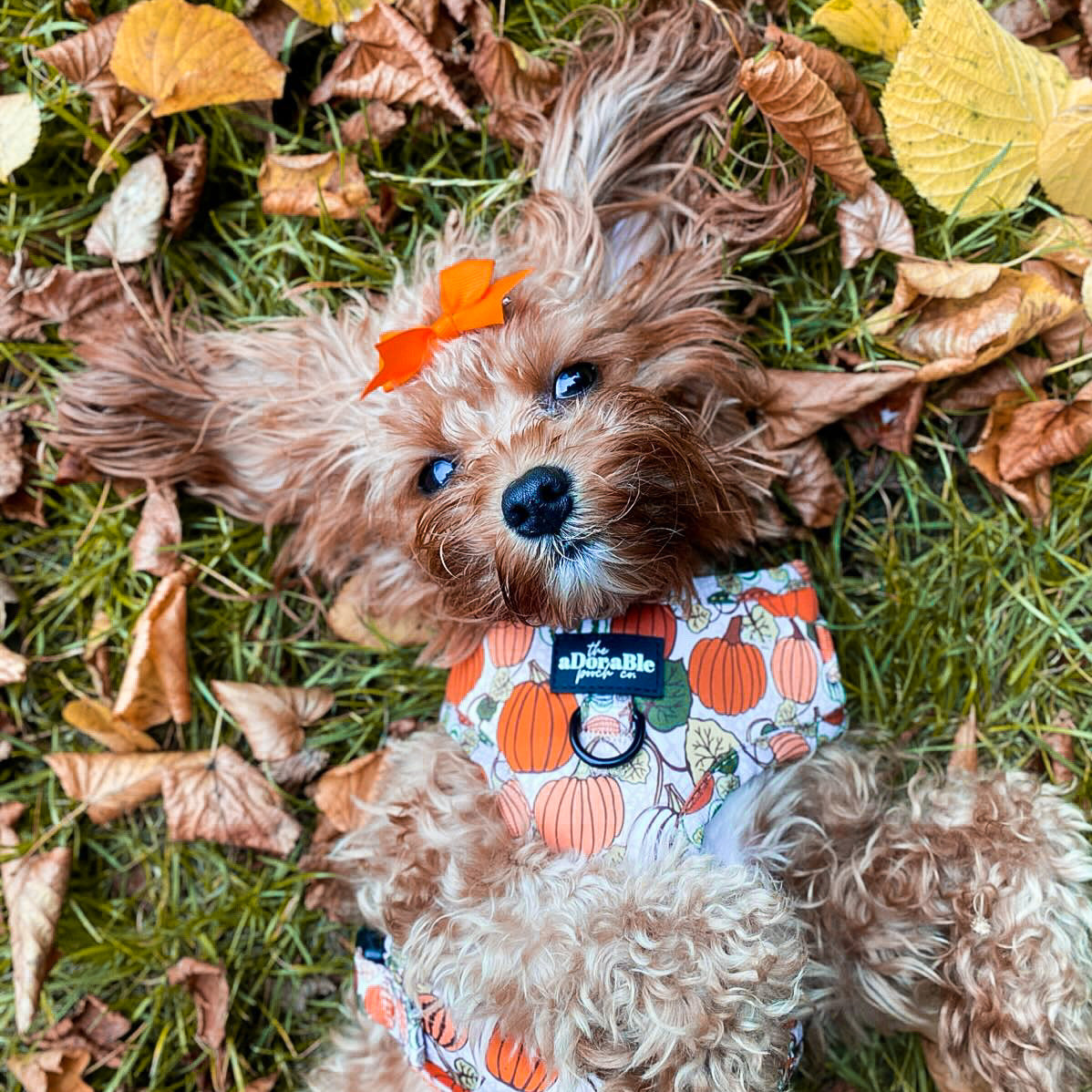 Adjustable Harness - Pumpkin Patch