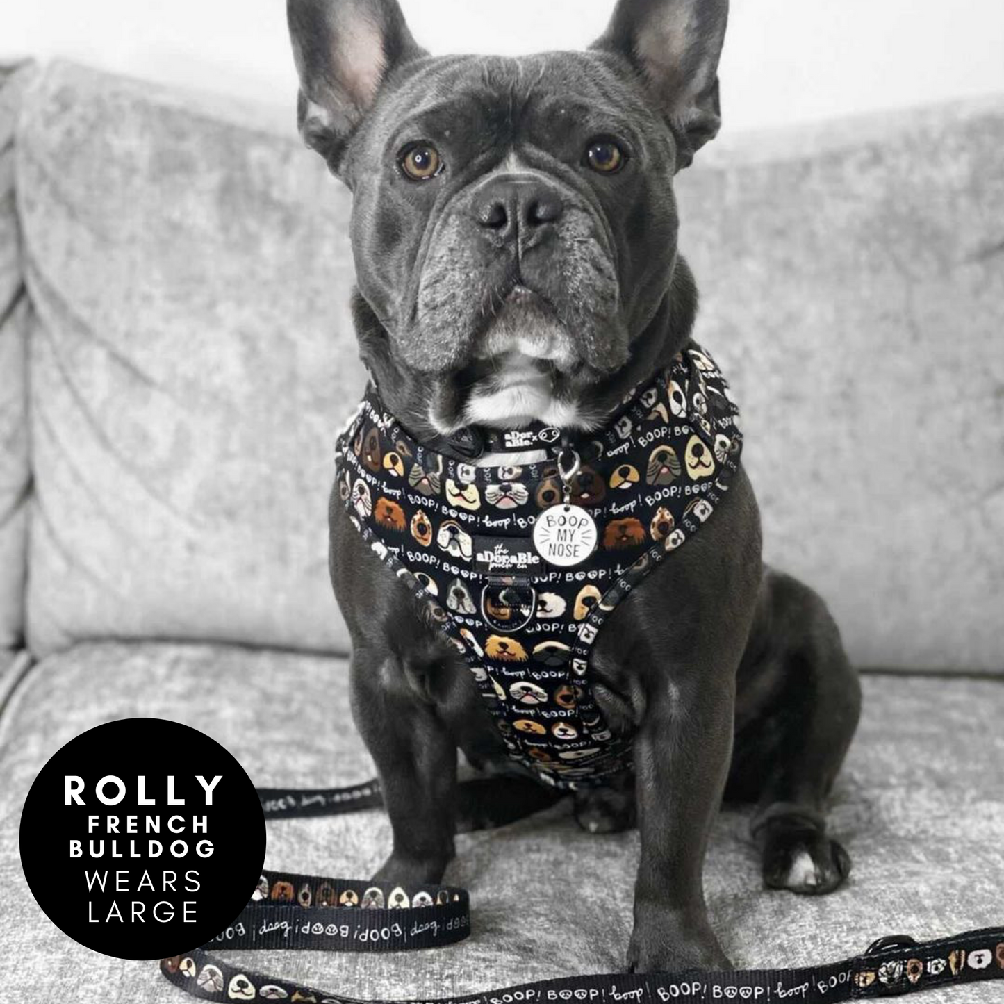 Adjustable Harness - The aDoraBle Pooch Co x Boop My Nose - Boop! - Black