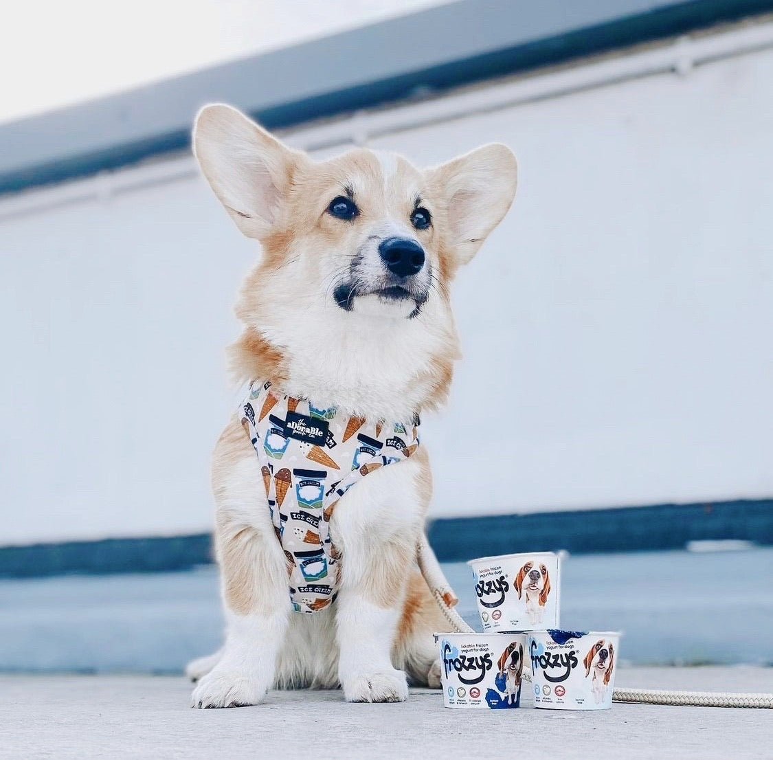 Adjustable Harness - Scoop Dog