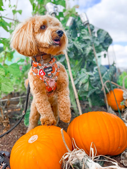 Adjustable Harness - Pumpkin Patch