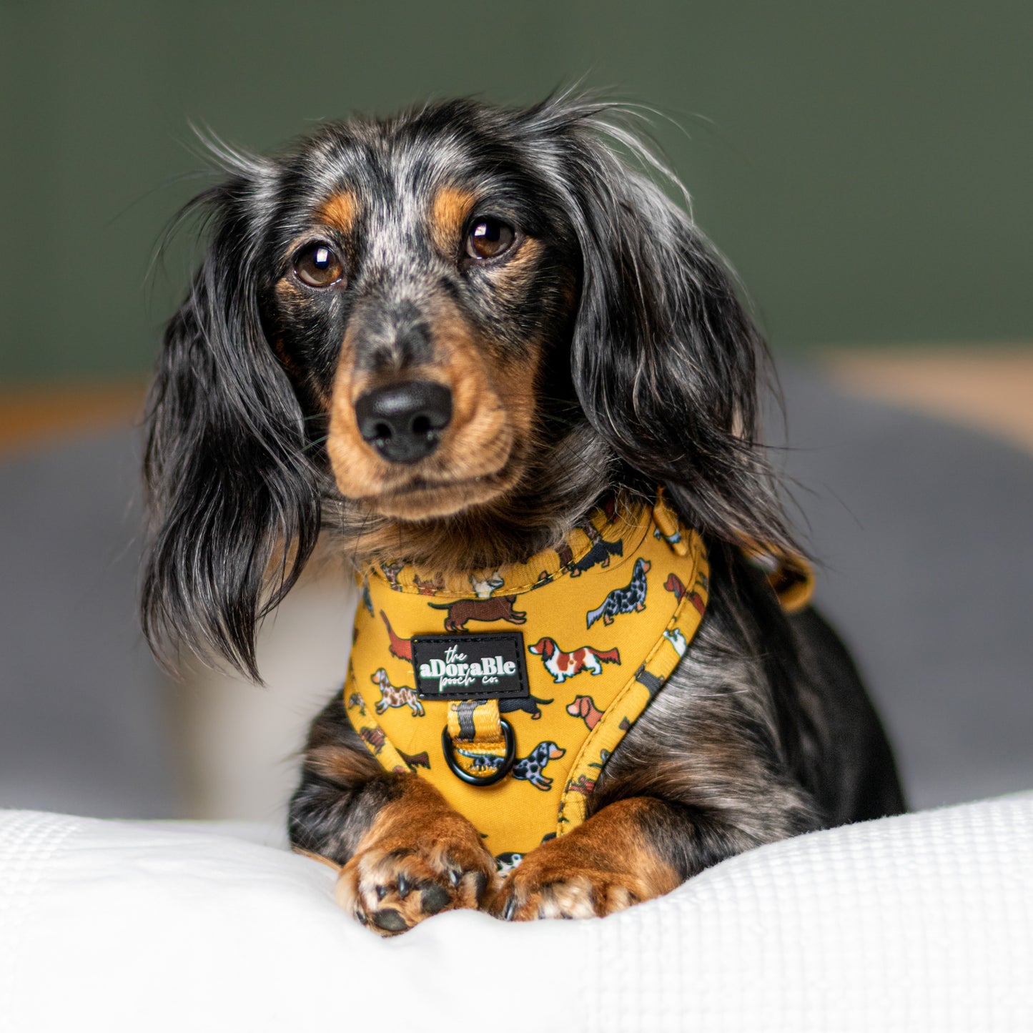 Adjustable Harness - Dashing Dachshunds