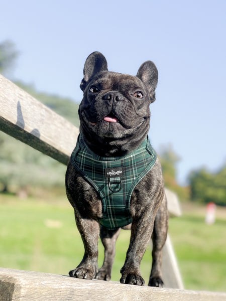 Adjustable Harness - LUXE Hunter Green Plaid